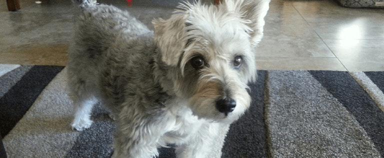 PetRelocation call center