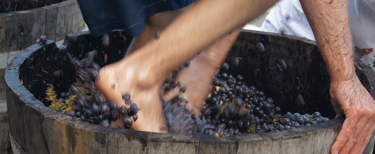 grape mashing with feet in large barrel